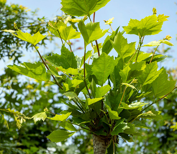 blokbomen